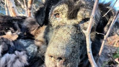 Северяне забрали из леса привязанную к дереву собаку - mur.tv - Мурманск