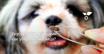Укусы собак клещами — как уберечь питомца? - sadogorod.club