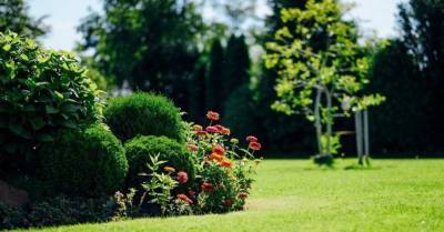Садовые курсы в июне: полезные лекции и профессиональные курсы - sadogorod.club