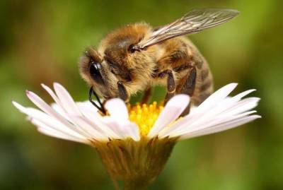 Пчёлы на участке: как привлекаем и зачем это делаем - sadogorod.club