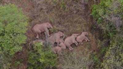 Слоны сбежали из заповедника и решили вздремнуть после своих странствий - porosenka.net