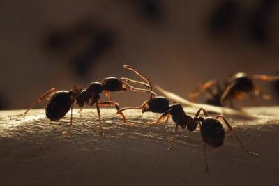 Как спят муравьи в течении своей жизни - mur.tv