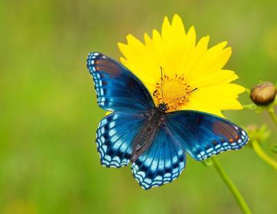 Бабочки: чем питаются эти милые создания? - lifehelper.one