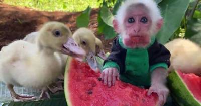 Сочный сладкий арбуз для маленькой обезьянки и ее друзей - porosenka.net - Индонезия