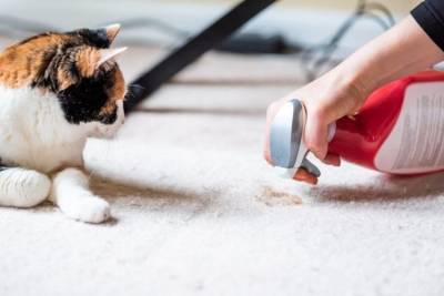 Продукты компании «Деттол» токсичны для кошек: будьте осторожны - mur.tv