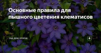 Основные правила для пышного цветения клематисов - sadogorod.club