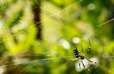 Какие секреты помогут защитить дом от пауков - lifehelper.one
