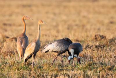 Что угрожает перелетным птицам и как их сохранить:... - glamour.ru - Амурская обл.