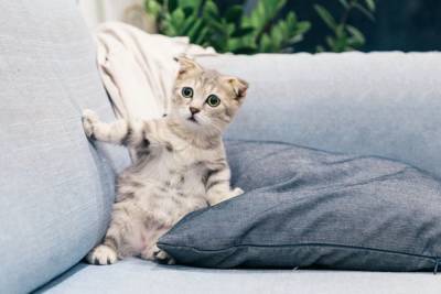 Почему кошки боятся пылесоса? - mur.tv