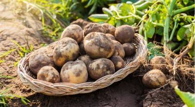 Ботва картофеля: нужно ли срезать, класть в компост и почему она желтеет - sadogorod.club
