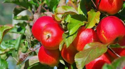 Как ускорить плодоношение плодовых деревьев: яблонь, груш, слив и других - sadogorod.club