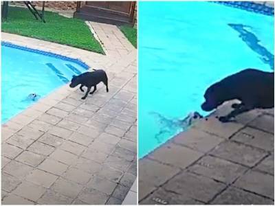 Собака ринулась помогать маленькому другу, который упал в бассейн - mur.tv