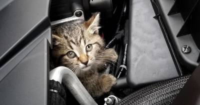 Что делать, если кот беспрерывно мяукает в машине, и почему так происходит - lifehelper.one