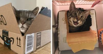 17 милейших и забавных фотодоказательств того, что коты и коробки просто созданы друг для друга - mur.tv