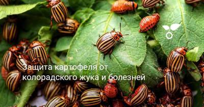 Защита картофеля от колорадского жука и болезней - sadogorod.club