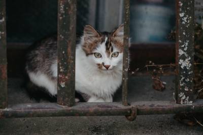 Как поймать бездомного кота, который боится людей? - mur.tv