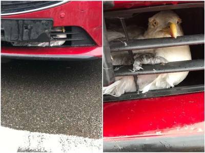 Прохожий заметил птицу, застрявшую в решетке радиатора машины - mur.tv - Англия