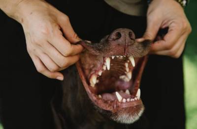 Бойцовые породы собак: потенциально опасны, но это не приговор! - mur.tv - Россия