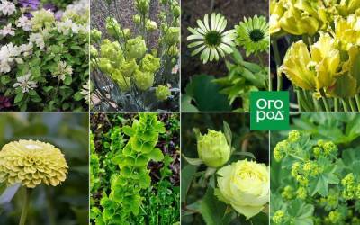 10 растений с зелеными цветками - sadogorod.club