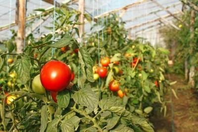 ​Ошибки в выращивании томатов - lifehelper.one