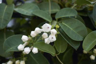 Как выращивать стефанотис — мадагаскарский жасмин? - lifehelper.one - Китай - Япония - Малайзия - Мадагаскар