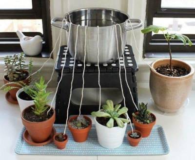 6 простых систем полива комнатных растений на время отпуска, которые уберегут растения от пересыхания - lifehelper.one