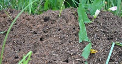 5 народных способов, которые помогут извести муравьев на участке в разгар сезона - lifehelper.one