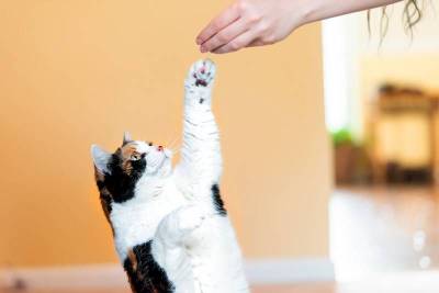 Как научить кошку «давать пять»? - mur.tv