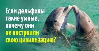Почему дельфины не построили свою цивилизацию, ведь они такие умные - takprosto.cc