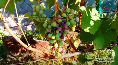 Выращивание винограда – практические советы и хитрости опытного винограда - sadogorod.club - Виноград - Ташкент