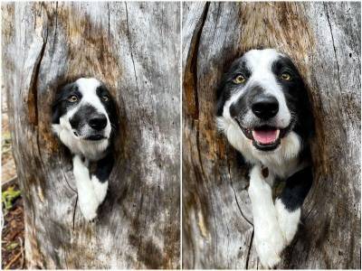 Пес решил подурачиться, найдя дыру в дереве - mur.tv