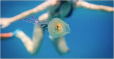 Фотограф делает уникальные снимки рыбы внутри медузы - cpykami.ru - Австралия
