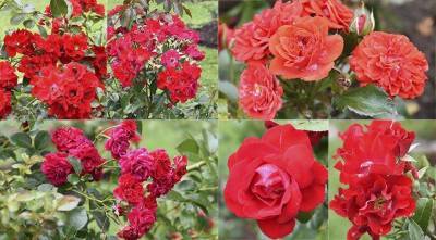 Красные розы для вашего сада: самые яркие, самые устойчивые и зимостойкие - sadogorod.club - Франция - Германия