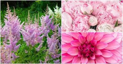 20+ великолепных розовых многолетних цветка, которые будут цвести вечно - lifehelper.one