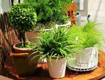 9 отличных способов удобрить домашние растения - fokus-vnimaniya.com