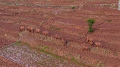 Новые звезды интернета. Зачем стадо слонов из Китая уже больше года идёт на север? - porosenka.net - Китай