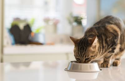 Можно ли накормить взрослую кошку кормом для котят? - mur.tv
