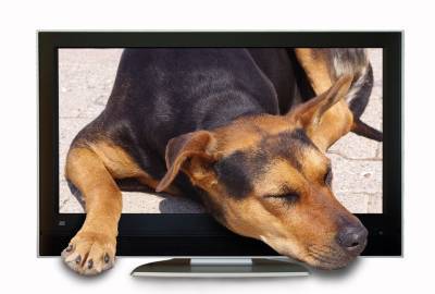 Почему моя собака лает на телевизор? - mur.tv