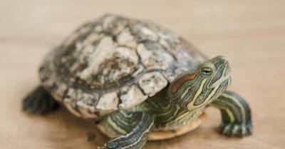 Сбежавшую черепаху нашли через год. Но ушла она недалеко - wmj.ru