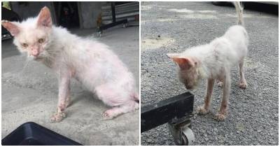 Удивительная трансформация облезшей одичалой кошки - mur.tv - Малайзия