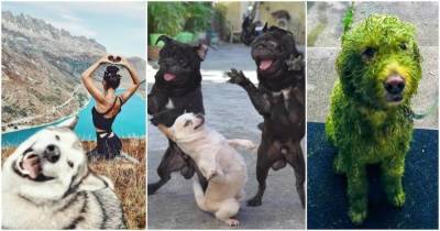 15 забавных фотографий собак, которые заставят вас громко смеяться - lifehelper.one