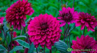 Что цветет в августе: 10 красивых растений - sadogorod.club