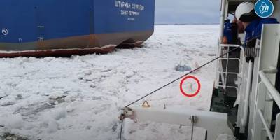 «Собака за бортом!», или Как российский ледокол превратился в спасательное судно - mur.tv - Россия