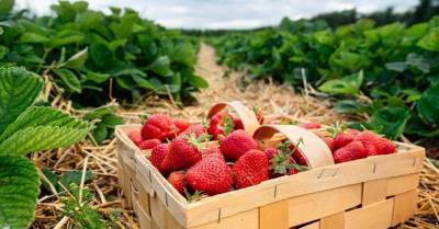42 клубничных поля в Латвии, где можно собрать ягоды своими собственными руками - sadogorod.club - Латвия
