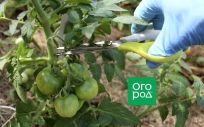 Формирование и обработка томатов в жару: как не остаться без урожая - sadogorod.club