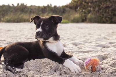 Собака глотает песок на пляже: реальна ли опасность? - mur.tv