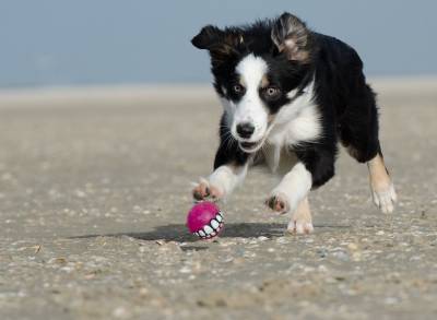 На пляж – с собакой: полезные советы - mur.tv