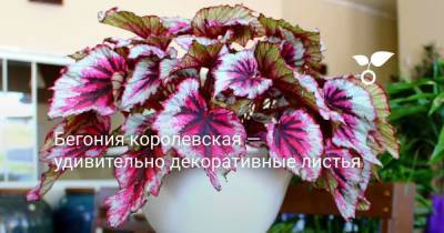 Бегония королевская — удивительно декоративные листья - sadogorod.club