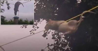 Видео: крыса проявила чудеса акробатики, пытаясь добраться до птичьей кормушки - porosenka.net