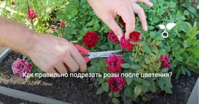 Как правильно подрезать розы после цветения? - sadogorod.club